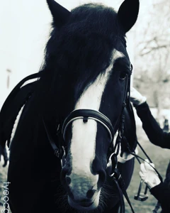 Эквиплан Спорт (Конный клуб)