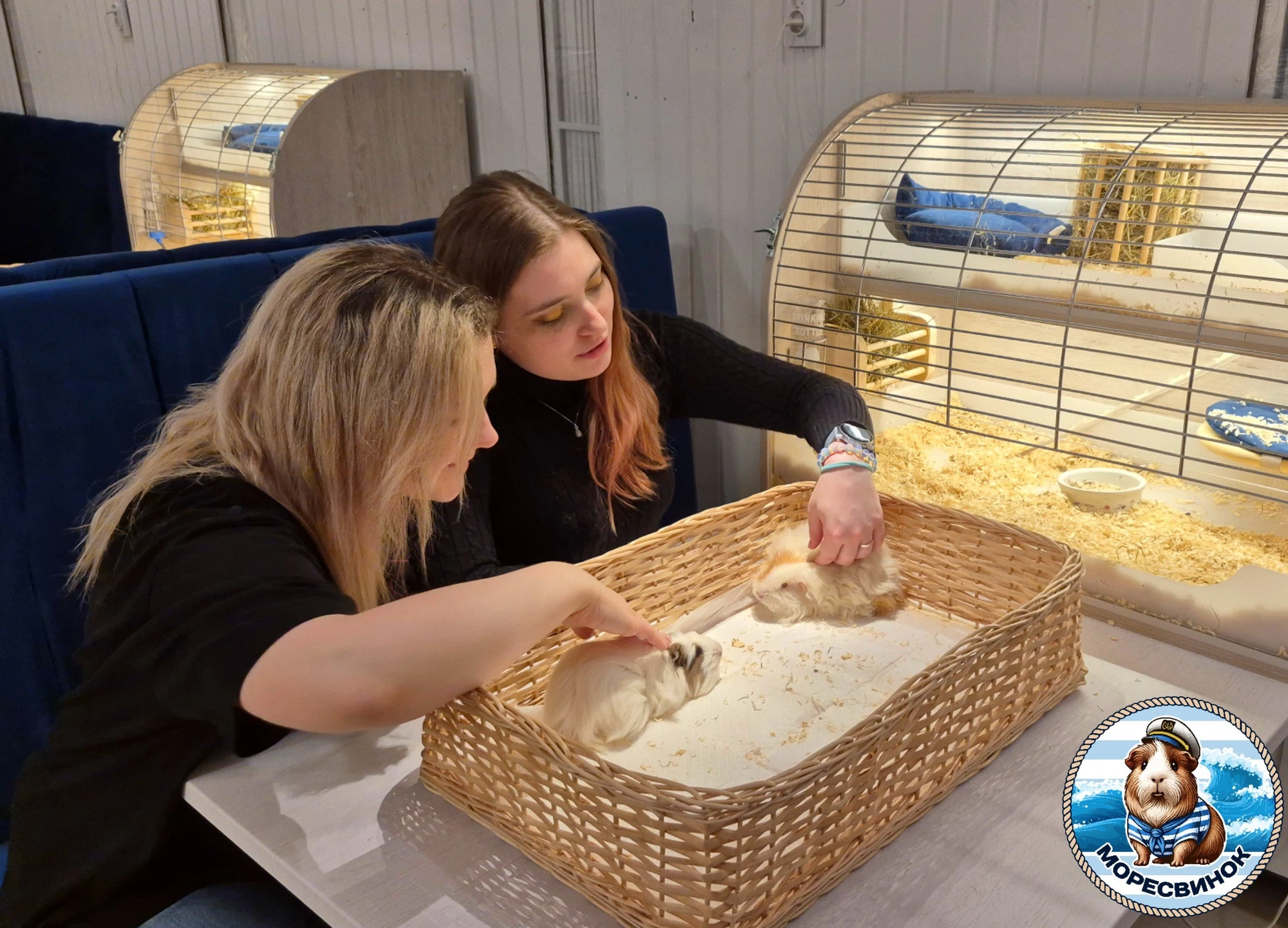 Моресвинок- контактный зоопарк с морскими свинками