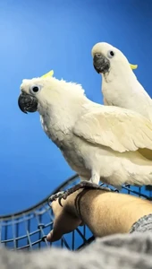 Экскурсия с попугаями в тайм-кафе "Мир Какаду"