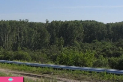Михайловская роща, Томск