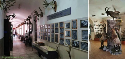 Музей охотоведения (Музей)