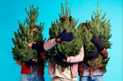 Живая елка в вашем доме