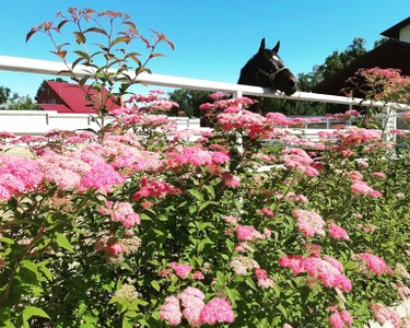 Толстая лошадь (Конный клуб)