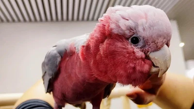 Детский день рождения в тайм-кафе с попугаями "Мир Какаду"