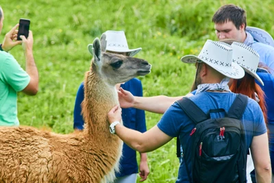 "Аванпост" (конное ранчо)