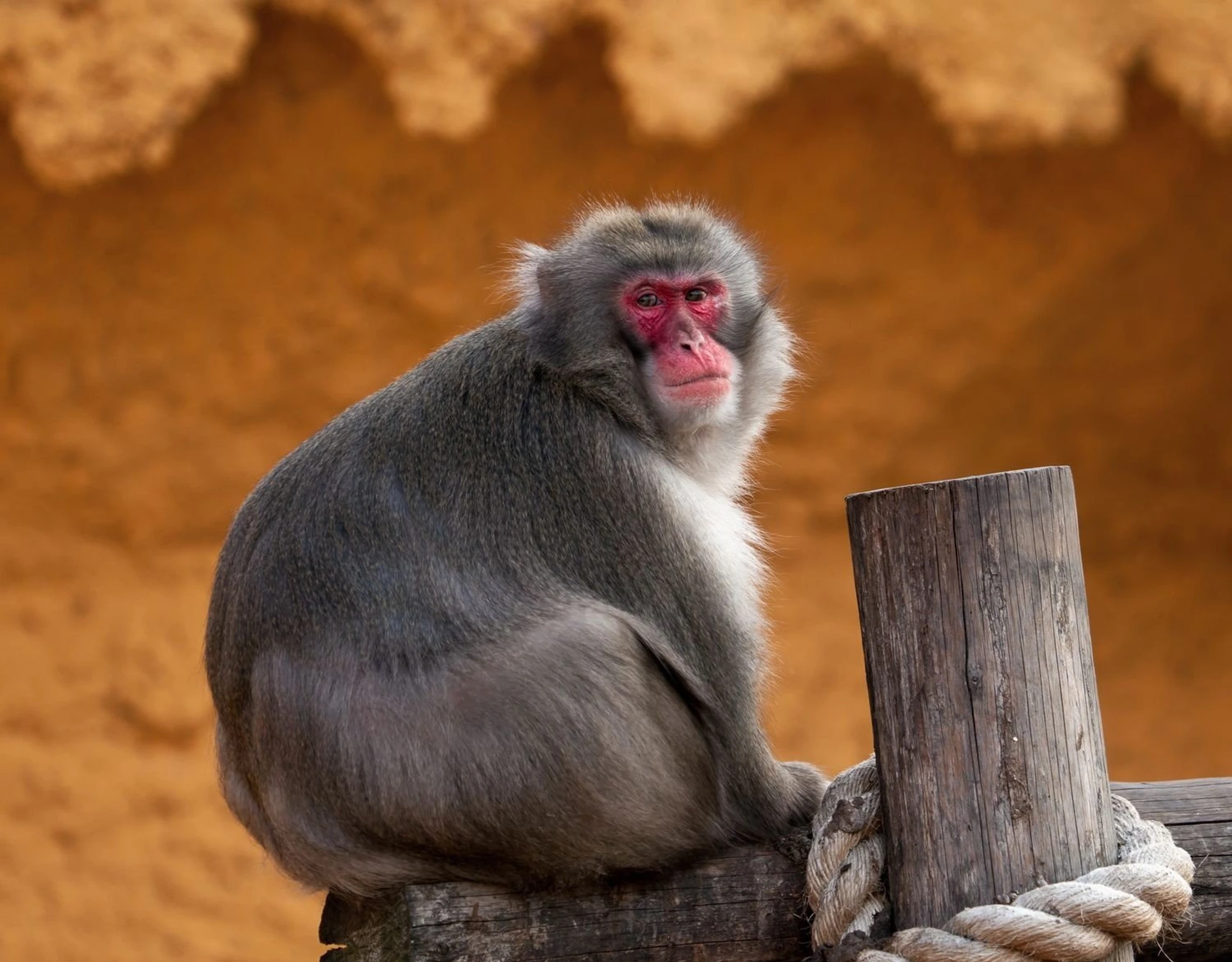 Оранжерея Московского зоопарка