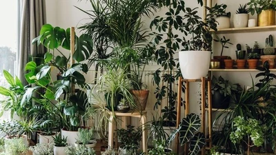 The CityJungle