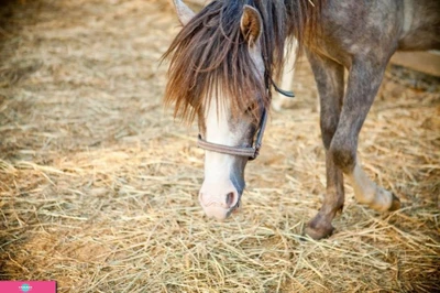 Trava, "Трава", КСК, клубный отель для семейного отдыха в Приозерском районе, Ленинградская область
