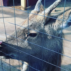"ZooЛЭНД", зоопарк