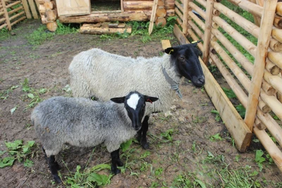 Домик романовской овцы (Отдых на ферме)