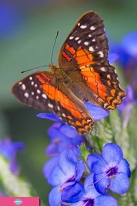 "Парк бабочек в тропиках", выставка-продажа живых тропических бабочек в ТЦ "Европа", Самара 