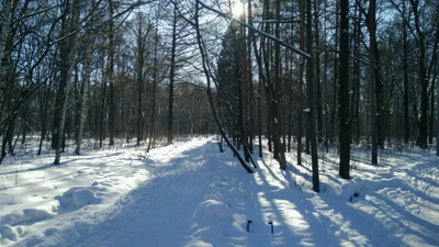 Дубки (Парк культуры и отдыха)