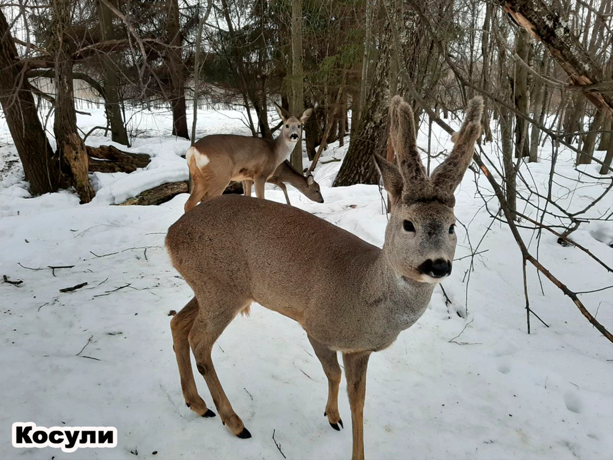 Экскурсия в Парк копытных и птиц