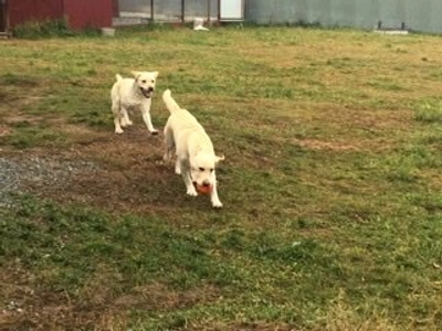 Зоогостиница Happy dogs, передержка собак Уфа (Гостиница для животных )