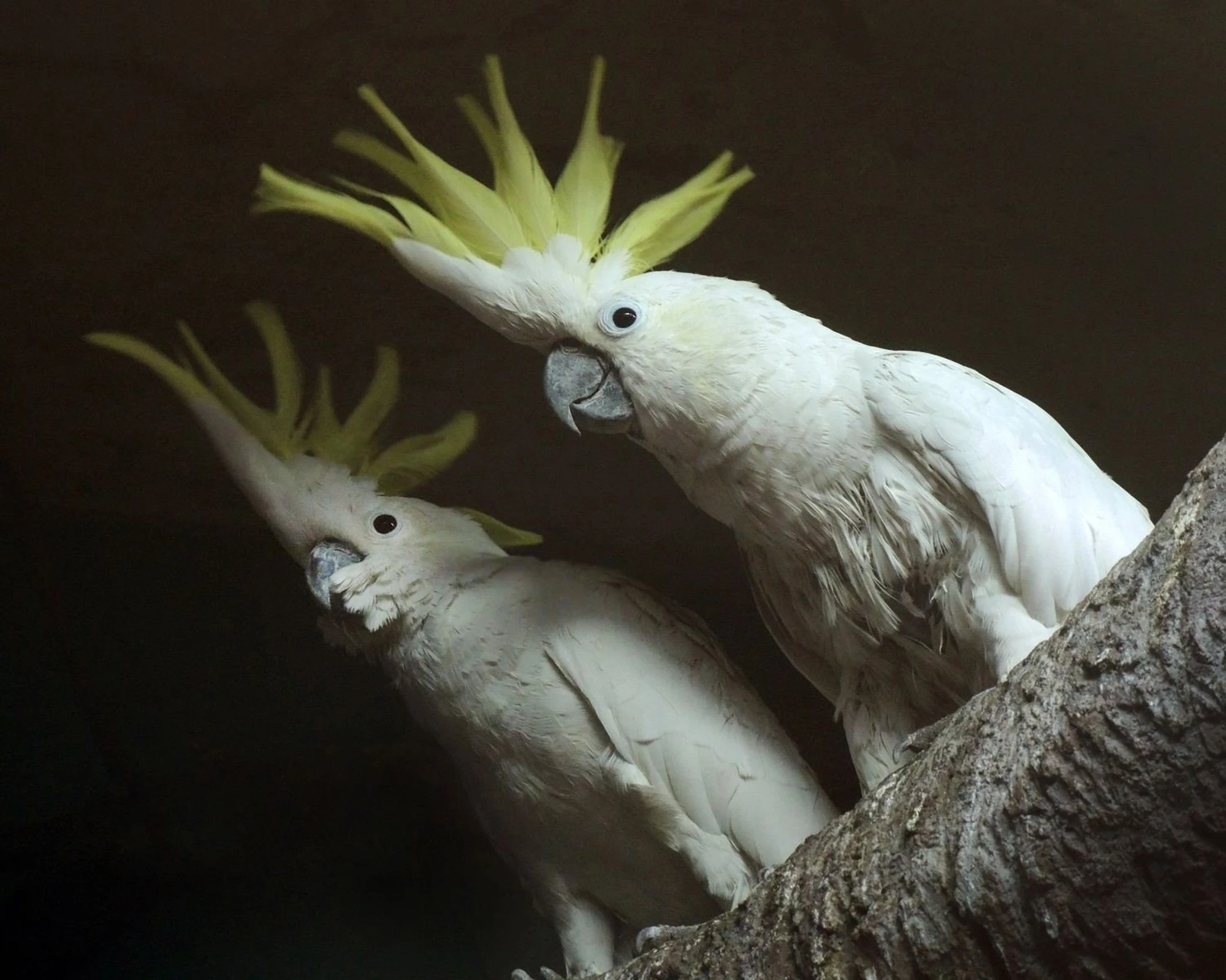 Оранжерея Московского зоопарка