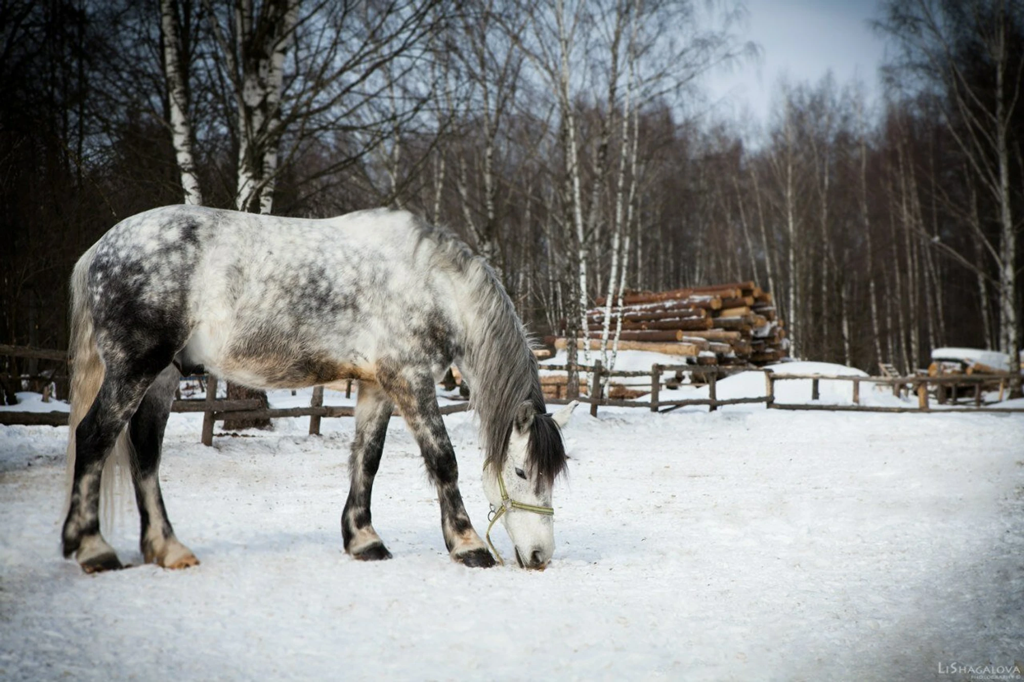 Соловьиная роща (Конный клуб)