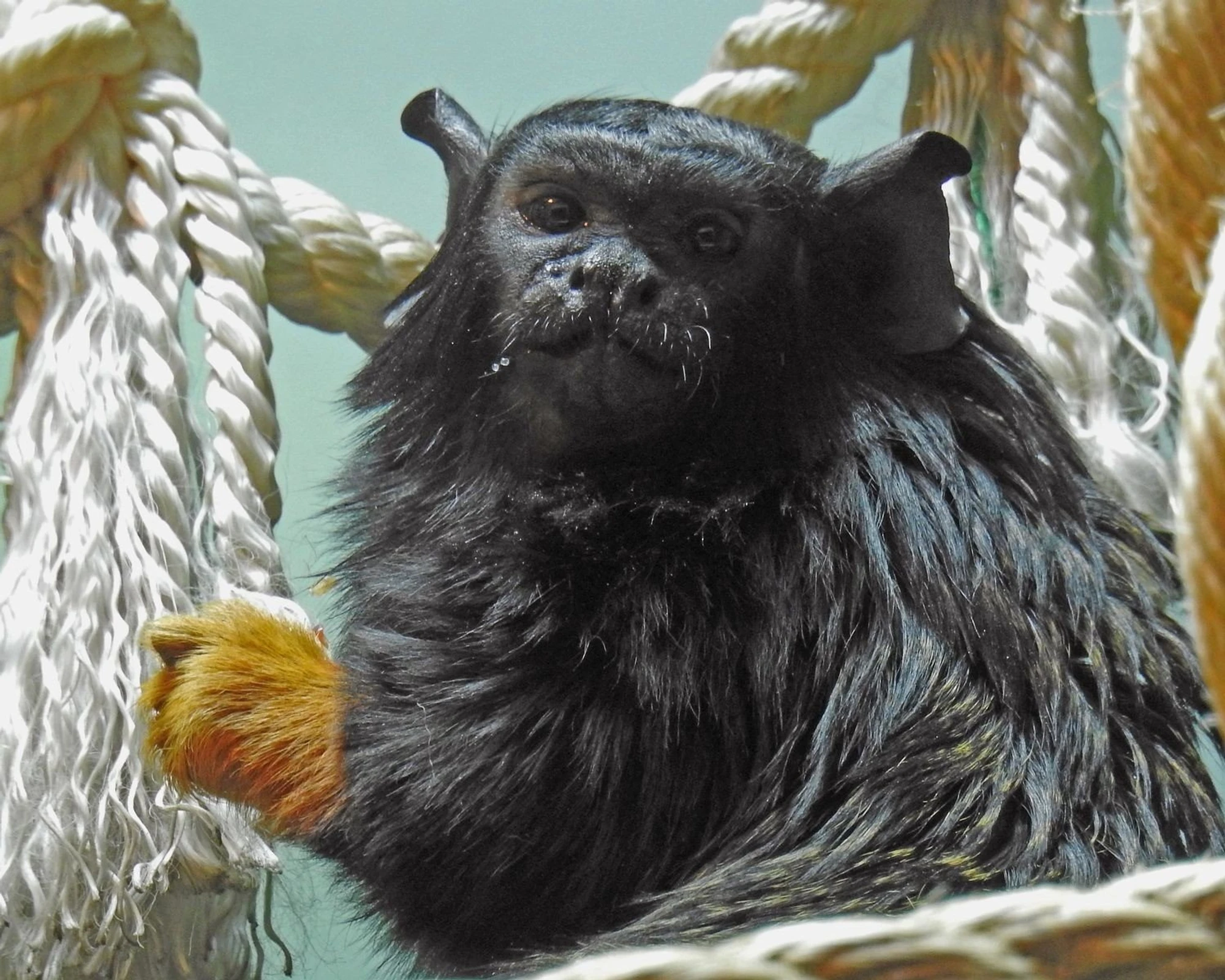 Оранжерея Московского зоопарка