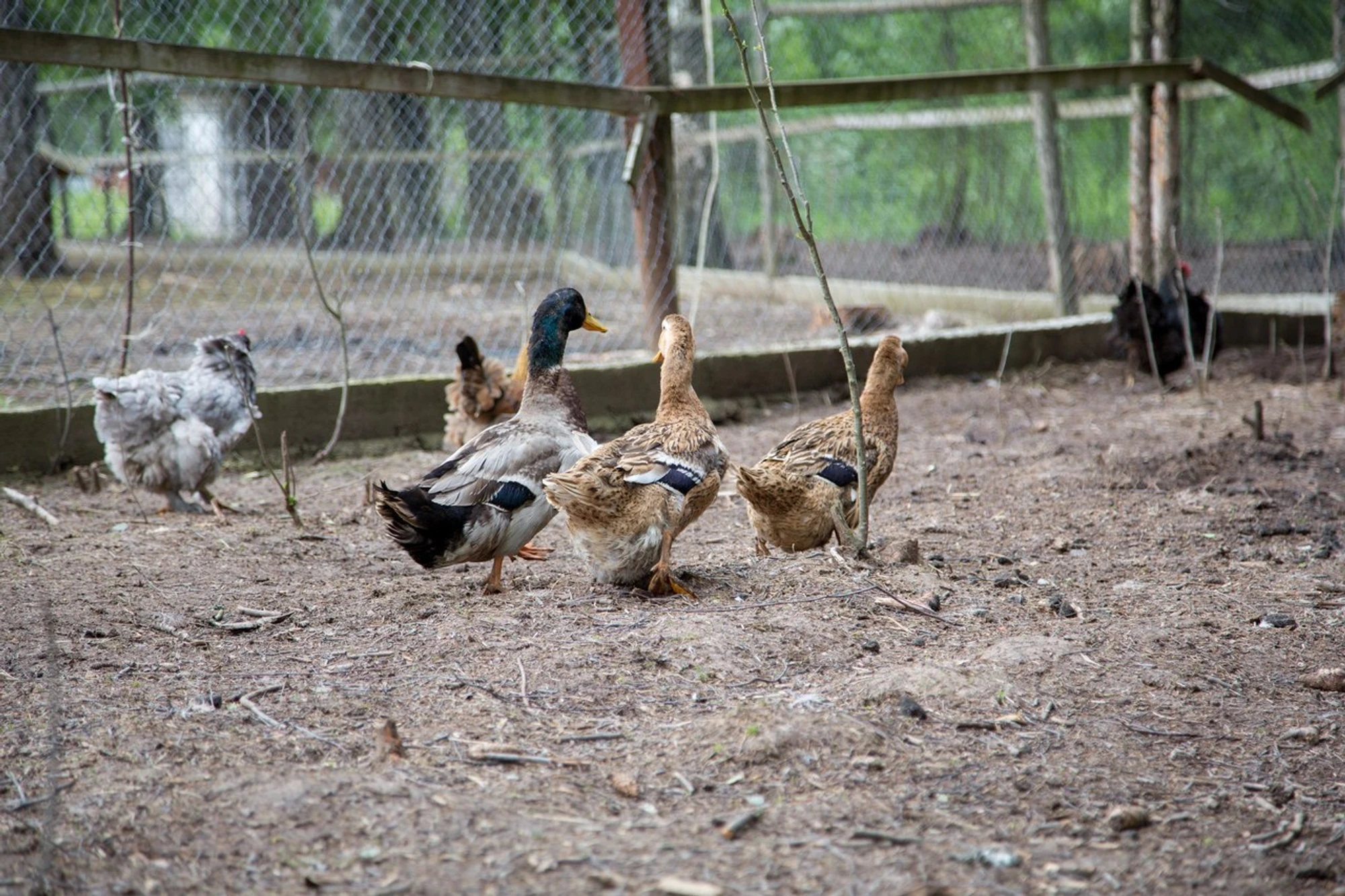 Организация корпоративных и групповых посещений в Ферме оленей