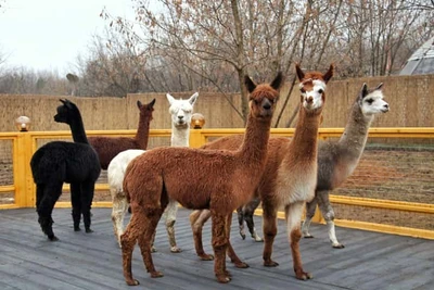 Прогулка с альпака в Альпака парке