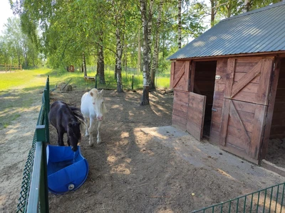Гармония (Конный клуб)
