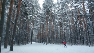 МАУ Центр развития физической культуры и спорта «Созвездие», г. Арамиль