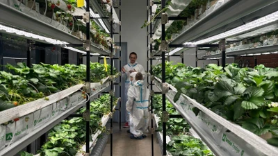 "City Ferma", единственная общедоступная клубничная ферма в России