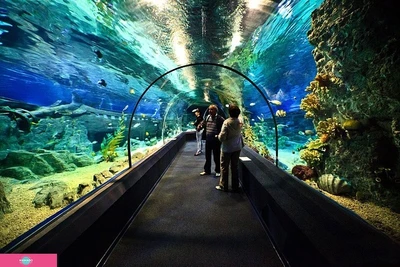 Sochi Discovery World Aquarium, океанариум, кафе, Сочи 