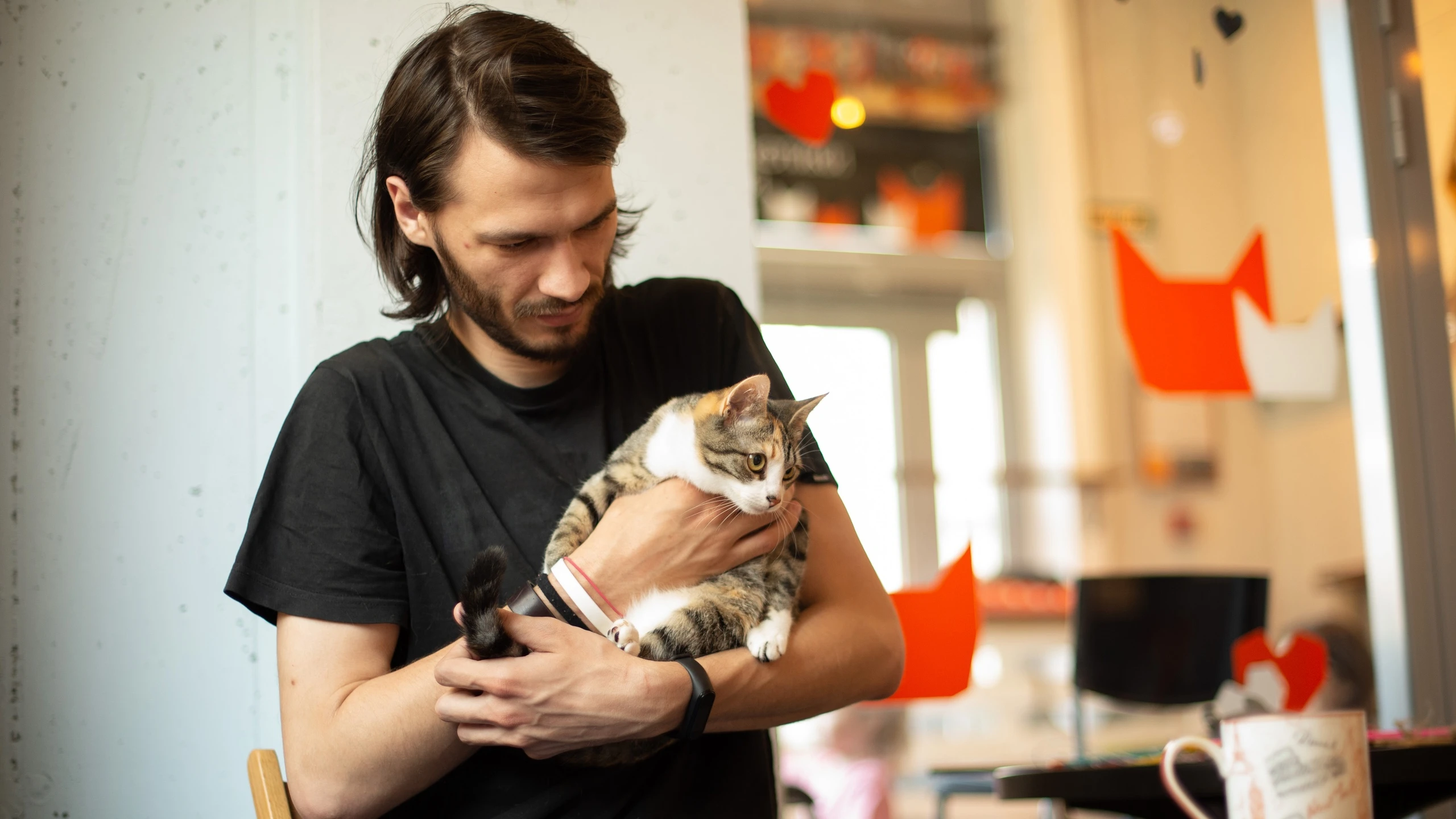 Услуги котоняни от котокафе "Город кошек"