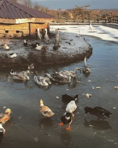 Подворье на Хуторской (Зоопарк )