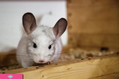 "Обитаемый остров", контактный зоопарк в ТРЦ "Тетрис", Петрозаводск 