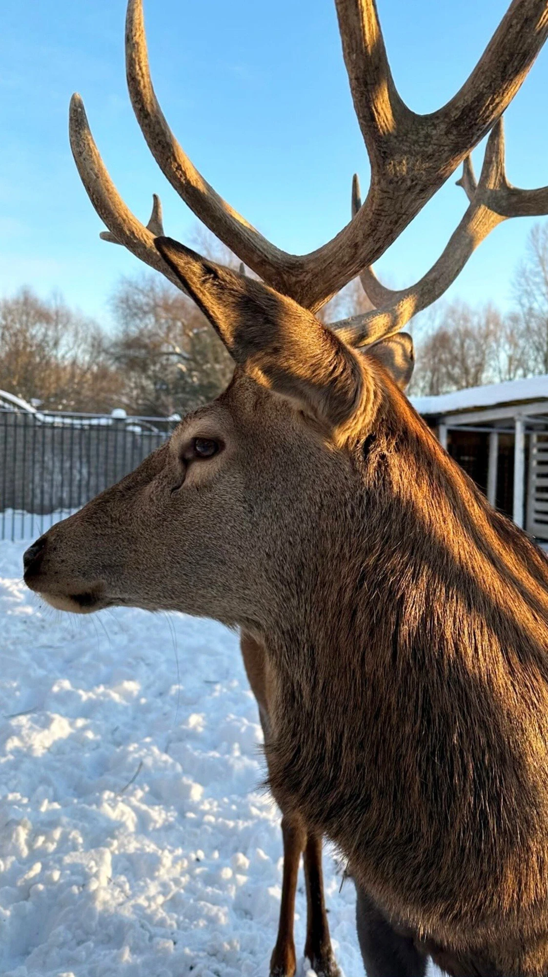 Сертификат на посещение парка "Хаски Лэнд" в Назарьево