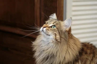 Дни рождения и мероприятия в котокафе "Котики и люди"