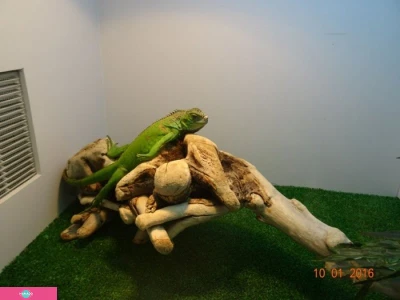 Контактный зоопарк в ТРЦ "Лотос Плаза", Петрозаводск 