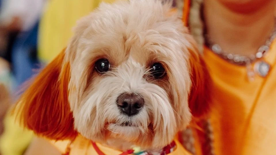 Вечеринка для хвостиков и их хозяев Frisky Dog Day в фудмолле «Три вокзала.Депо»
