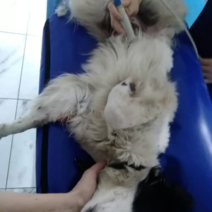 ДоброВет (Ветеринарная клиника)