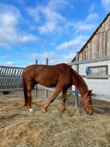 Конюшня Маэстро (Конный клуб )