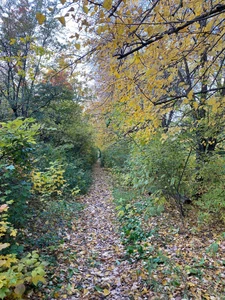 Дендрарий СНИИСХ