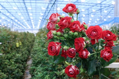 Декоративно-цветочные культуры (Оптовая компания )