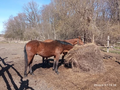 Конный центр Rauschen (Конный клуб)
