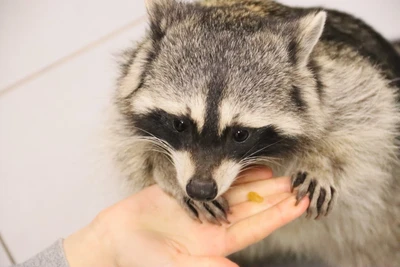 Енотная (Зоопарк)