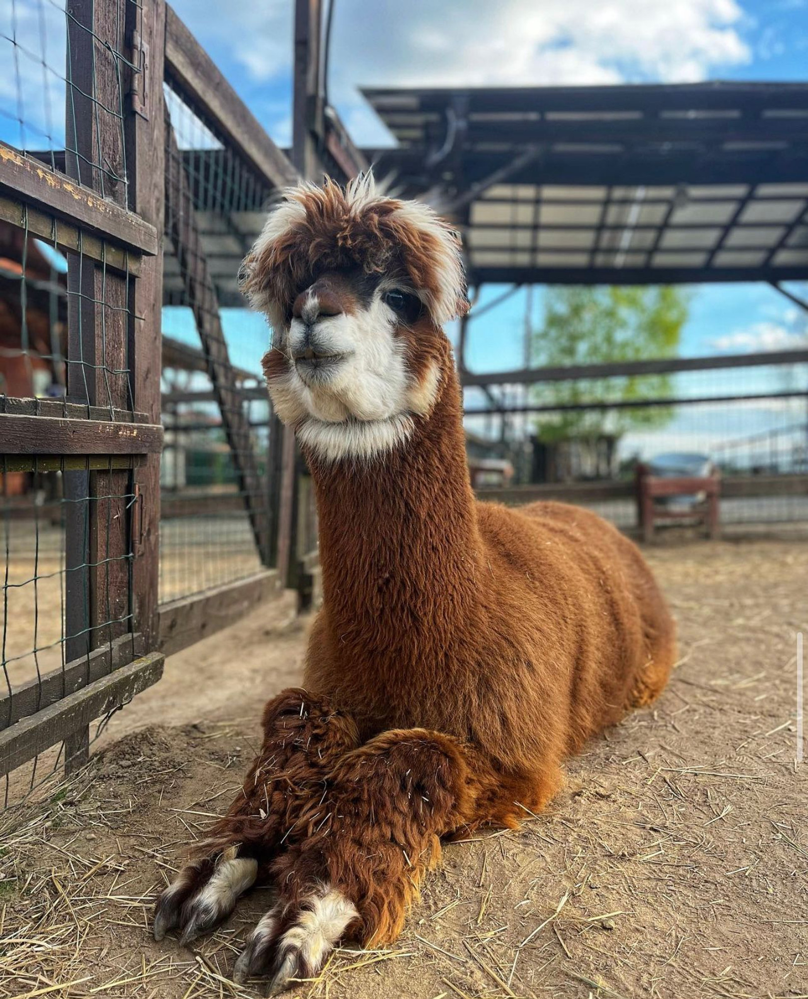 Фото: vk.com/russian_alpacas