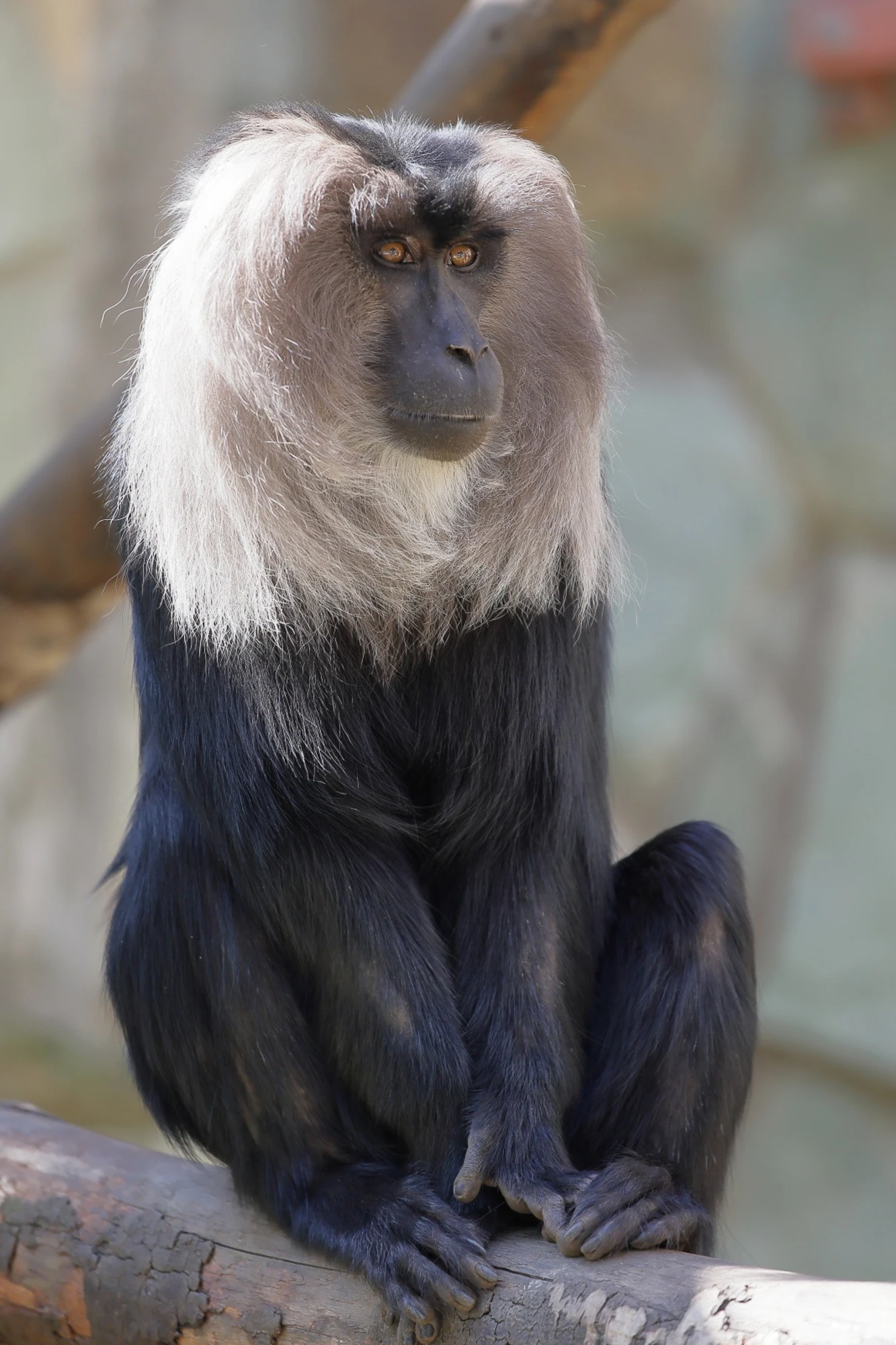 Фото: vk.com/spbzoopark