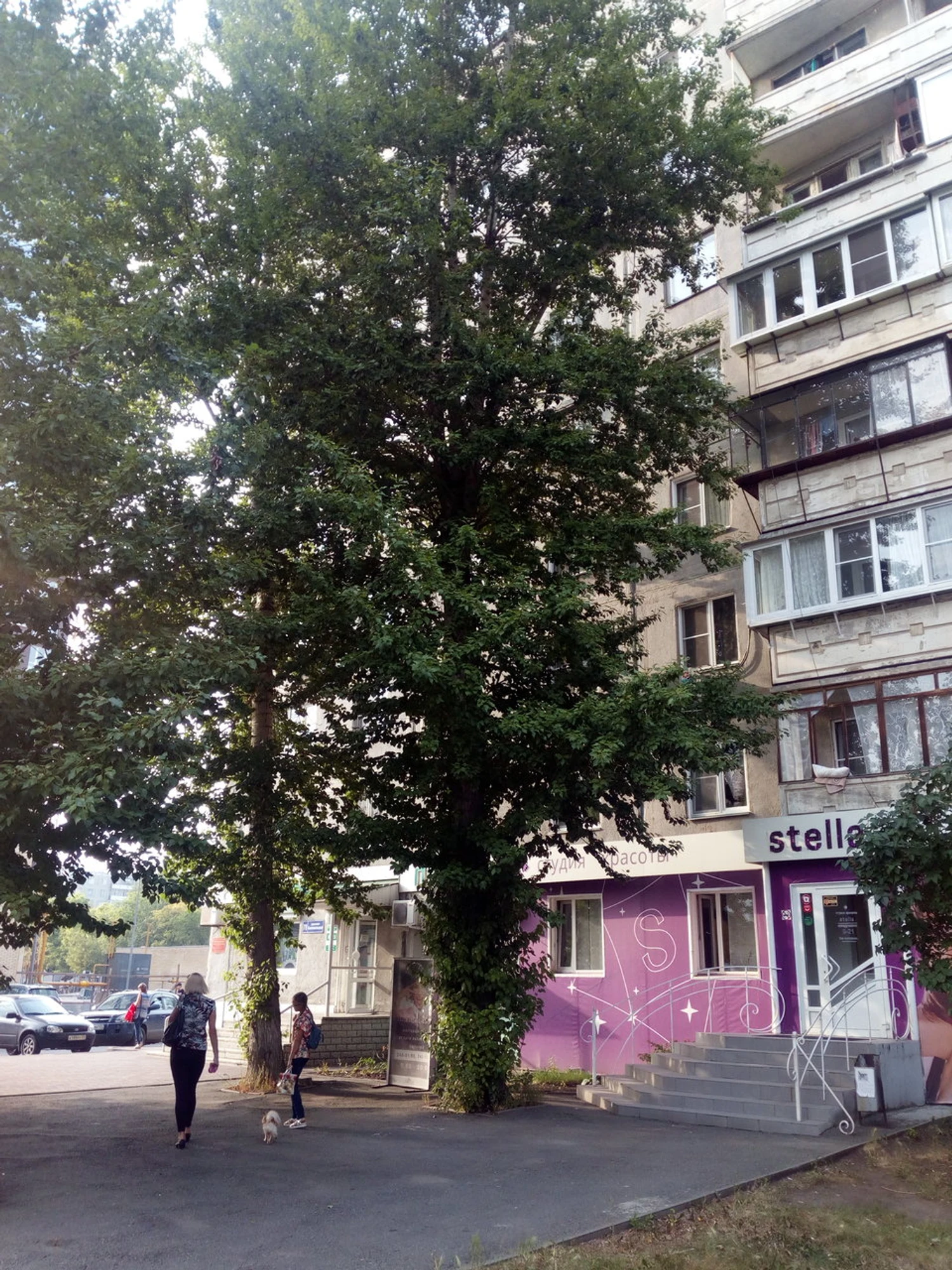 Стелла (Салон красоты )