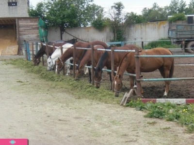 КСК Лаголово, конноспортивный клуб (СПб)