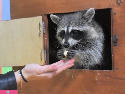 "Страна ЕНОТиЯ", контактный зоопарк в ТРК "Гранд Каньон", СПб 