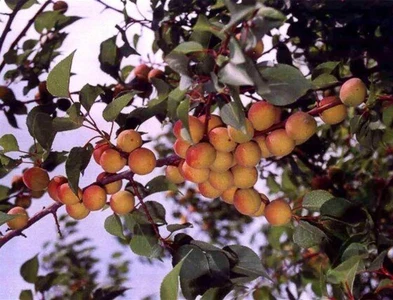 Ботанический сад Игу (Парк культуры и отдыха )