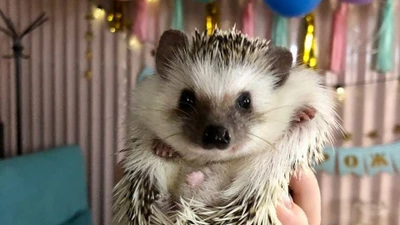 Фотосессии с ежиками в антикафе "Ежеминутка"