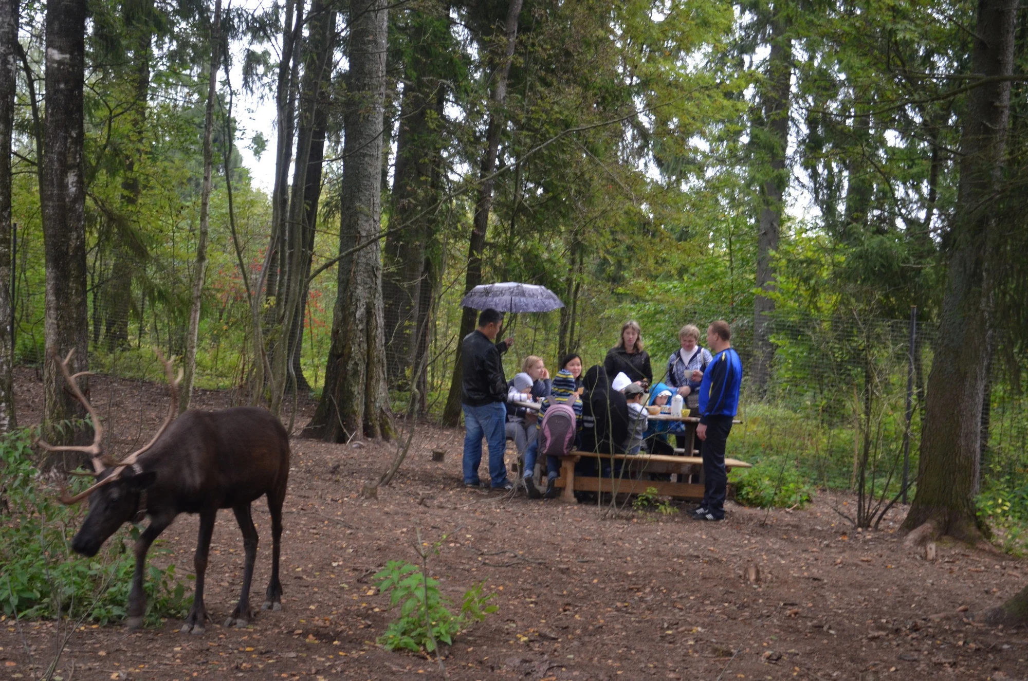Организация корпоративных и групповых посещений в Ферме оленей
