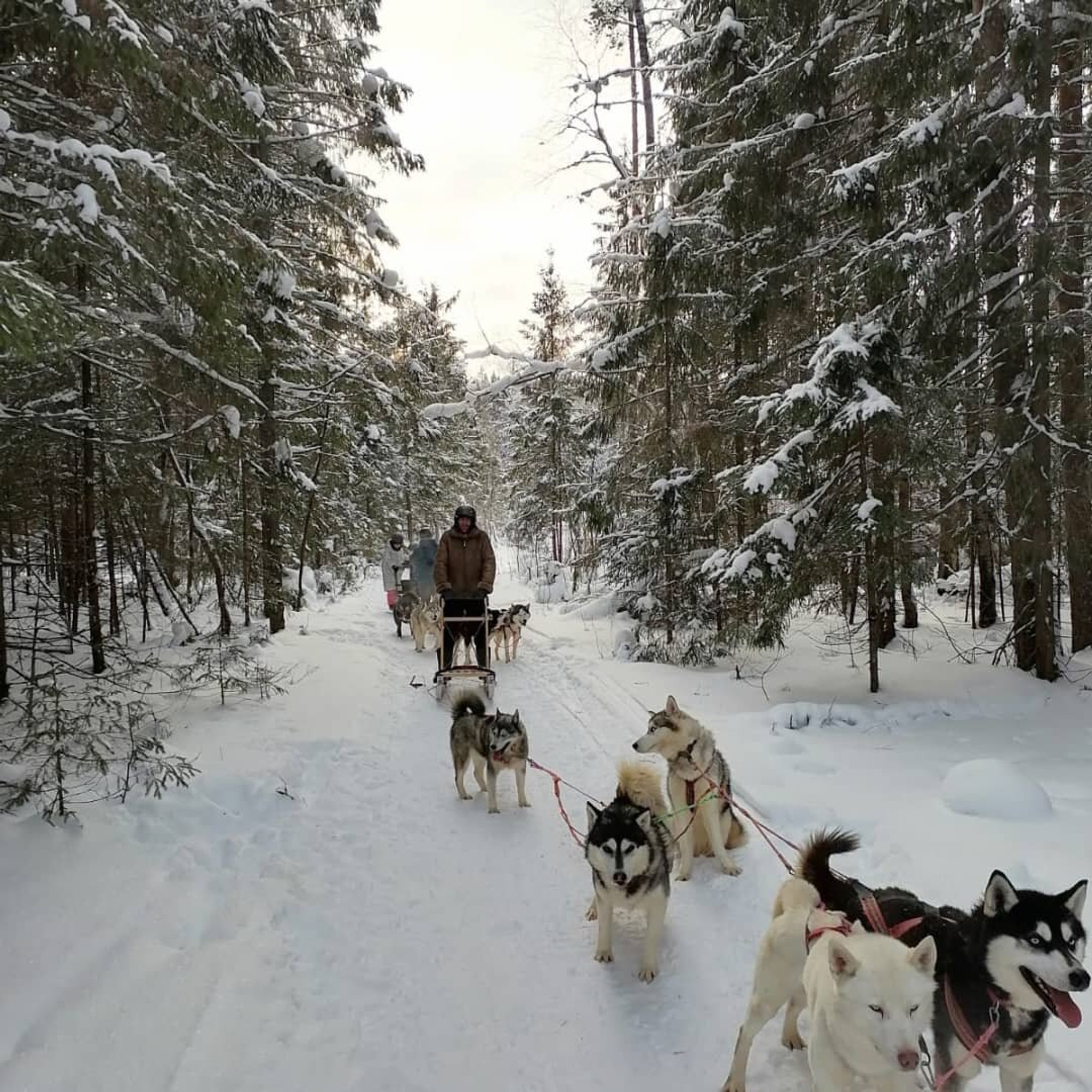 Северное сияние Костромы (Зимние развлечения)