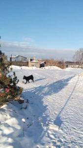 Гостиница для домашних животных (Гостиница для животных)